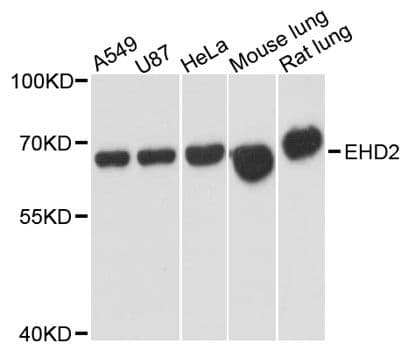 EHD2 Antibody