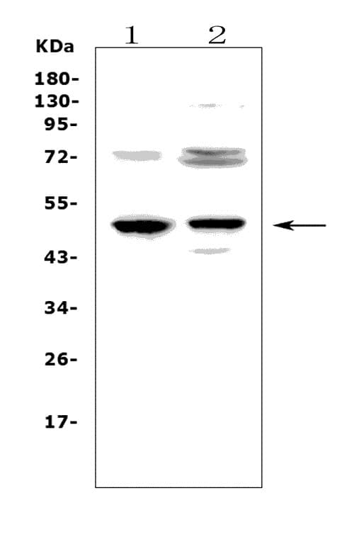 FCER2 / CD23 Antibody (aa50-331)