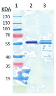 Monoclonal Mouse anti-Human GSR / Glutathione Reductase Antibody (clone 2A4-1G9, WB)