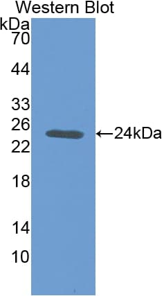 NOG / Noggin Antibody (aa28-232, Biotin)