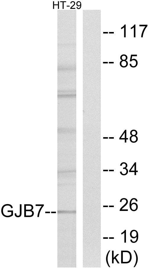 GJB7 / CX25 / Connexin 25 Antibody