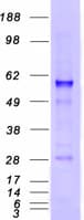 Human CLU / Clusterin Protein (Recombinant Myc-DDK (Flag))