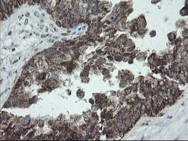 NDUFB10 Antibody (clone OTI1H6)
