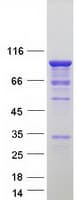 Human UBTF / UBF Protein (Recombinant Myc-DDK (Flag))