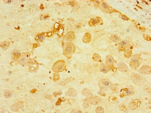 CNPY4 Antibody