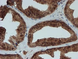 SAT2 Antibody (clone OTI2B3)