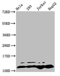 HIST1H4I Antibody