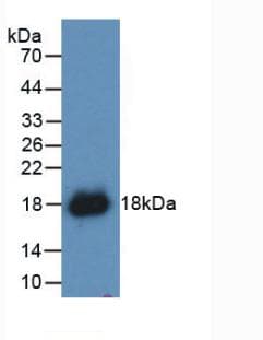 IFN Gamma / Interferon Gamma Antibody (aa24-166, APC)