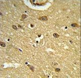 NAG20 / UBAP1 Antibody (aa6-33)