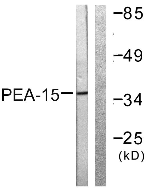 IHC-plus™ PEA15 / PEA-15 Antibody (aa81-130)