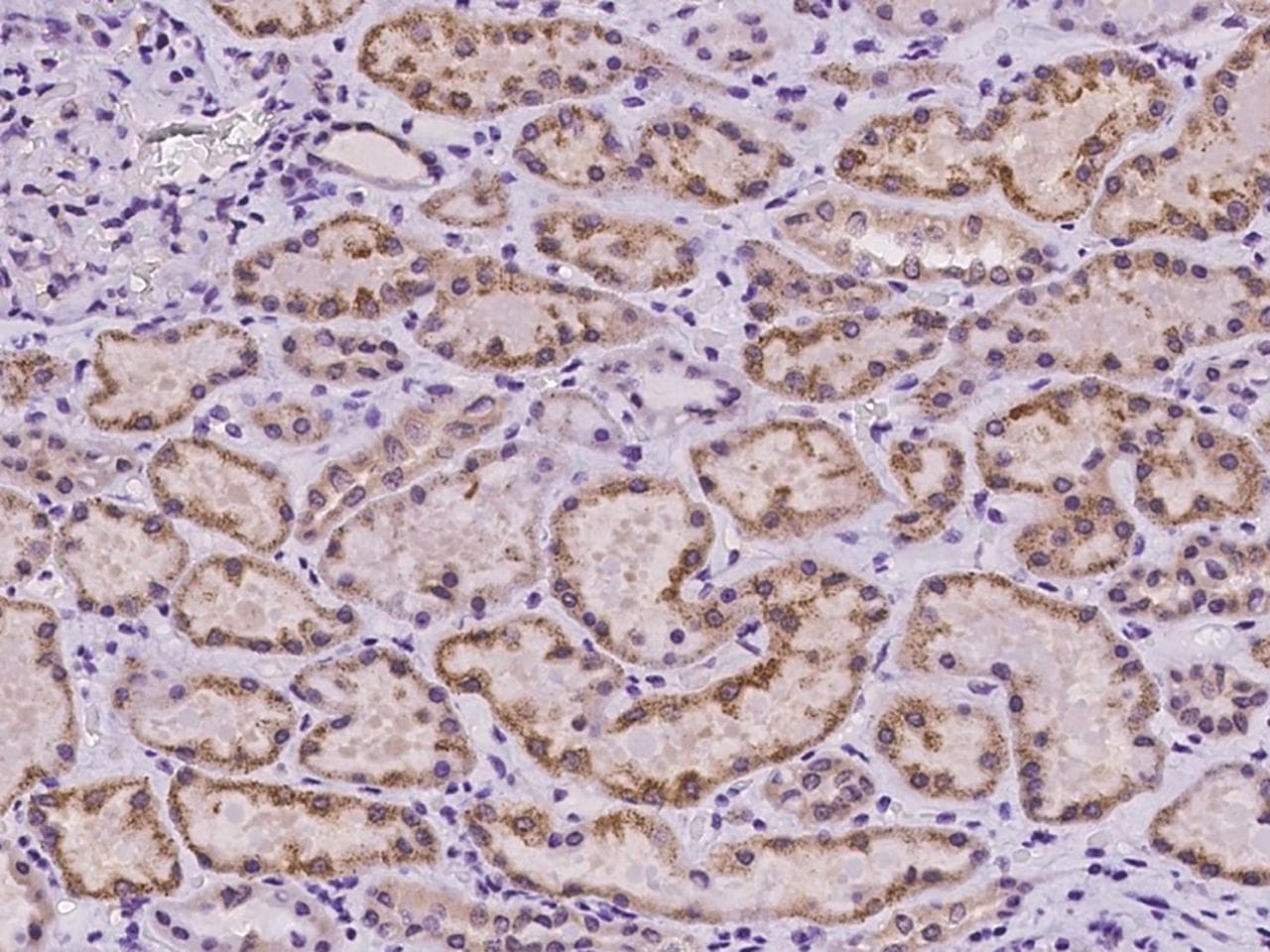 TOR1AIP2 Antibody