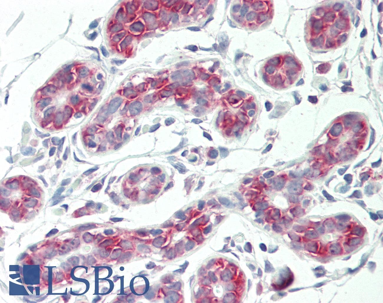IHC-plus™ AVPR1A / V1a Receptor Antibody (aa353-383, clone 721CT25.2.1)