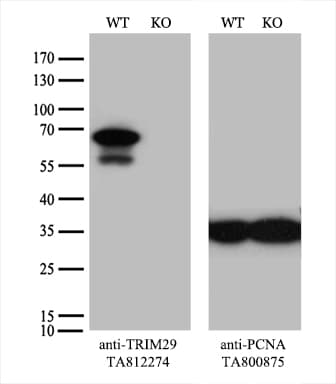 TRIM29 Antibody (aa1-352, clone OTI5C11)