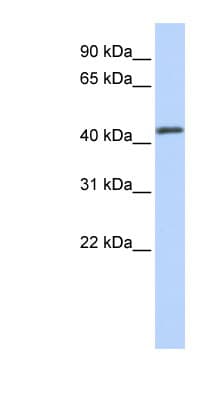 FOXA2 Antibody (aa288-337)