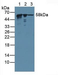 KPNA2 / Importin Alpha 1 Antibody (aa157-412)