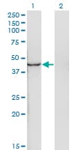 INPP1 Antibody (clone 4F9)
