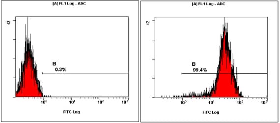 POU5F1 / OCT4 Antibody (Internal, Biotin)
