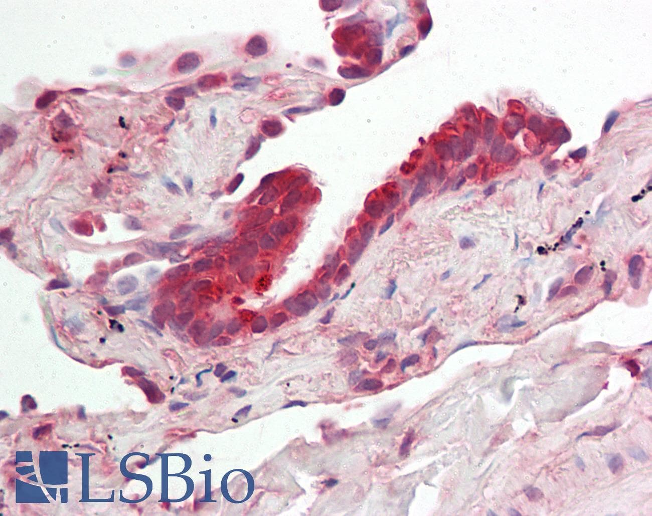 RNH1 Antibody (aa251-300)