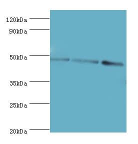 ATG18 / WIPI1 Antibody (aa187-446)