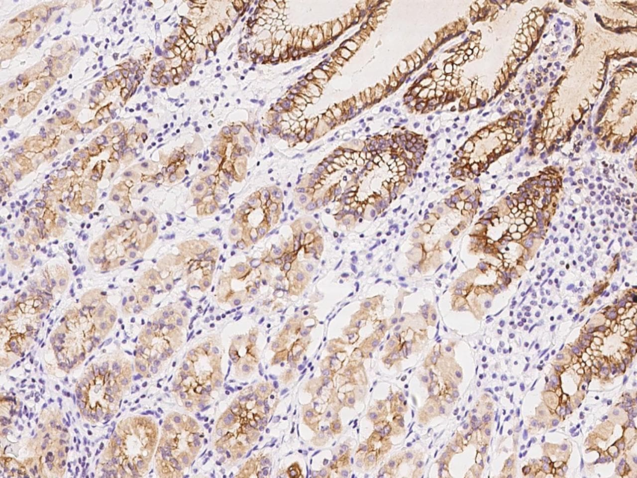 DPCR1 Antibody
