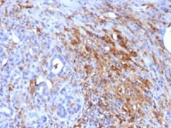 Ferritin Antibody (clone FTL/1386, Azide-free, BSA-free)