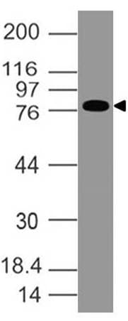 Monoclonal Mouse anti-Human EPS8 Antibody (WB)