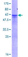 Human HES6 Protein (Recombinant GST)