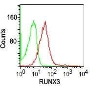 Monoclonal Mouse anti-Human RUNX3 Antibody (clone 2B10E8, aa126-310, IHC, WB)