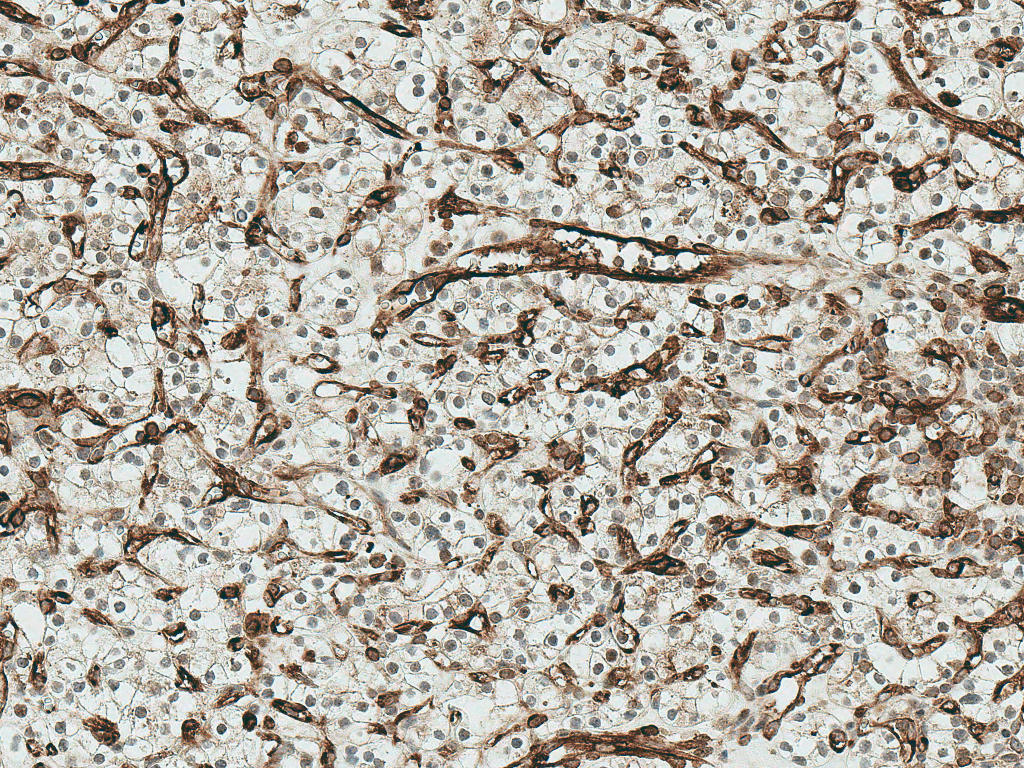 FZD4 / Frizzled 4 Antibody (FITC)