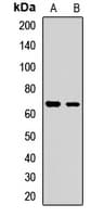 METAP2 Antibody