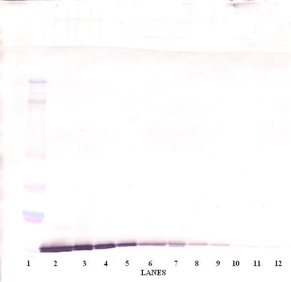 CCL19 / MIP3-Beta Antibody