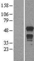 MNDA Protein (Over-Expression Lysate Myc-DDK (Flag))