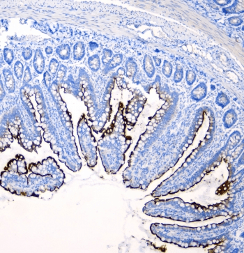 SI / Sucrase Isomaltase Antibody