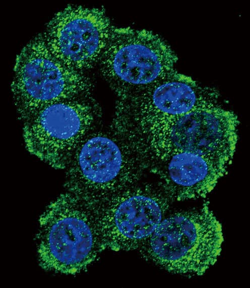 FKBP1B / FKBP12.6 Antibody (aa1-30)