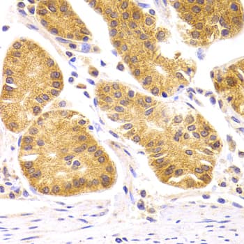 SCO2 Antibody
