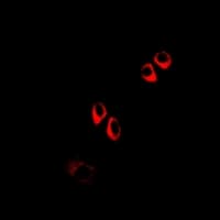 COQ3 Antibody