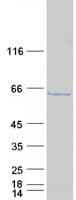 Human LSM14A Protein (Recombinant Myc-DDK (Flag))