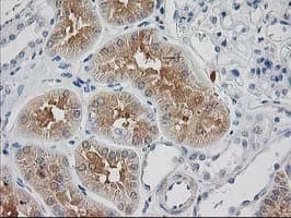 SNAP25 Antibody (clone OTI 1E6)