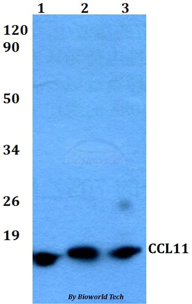 CCL11 / Eotaxin Antibody