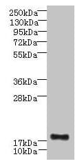 C16orf87 Antibody