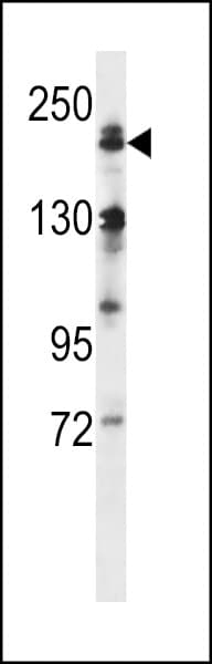 MAP3K4 / MEKK4 Antibody (aa1067-1097)