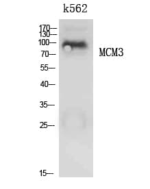 MCM3 Antibody