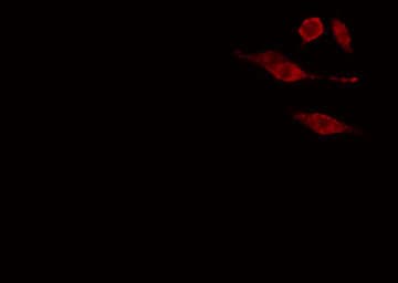 WEE1B / WEE2 Antibody