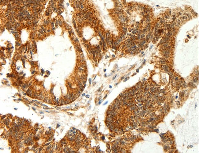 COX7B Antibody