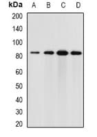 ELMO3 Antibody