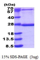 Human MRPL48 Protein (Recombinant His)