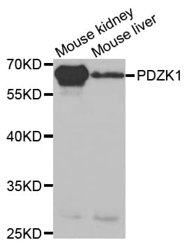 PDZK1 Antibody