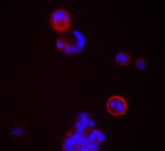 CD24 Antibody (clone ML5)
