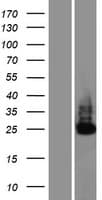 C6orf106 Protein (Over-Expression Lysate Myc-DDK (Flag))