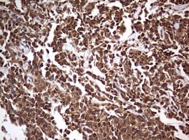 USP44 Antibody (aa420-712, clone OTI1A9)